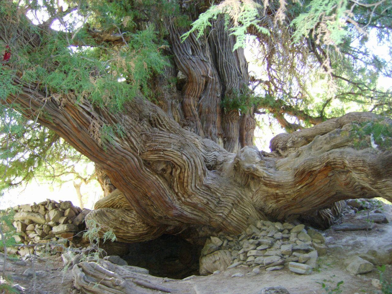 O‘zbekistondagi yana 9 noyob daraxt MonumentalTrees.com xalqaro ro‘yxatiga kiritildi