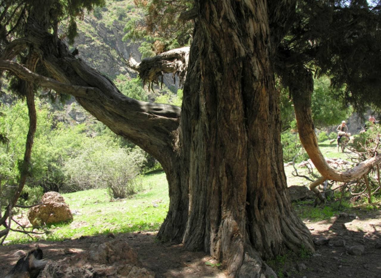 O‘zbekistondagi yana 9 noyob daraxt MonumentalTrees.com xalqaro ro‘yxatiga kiritildi
