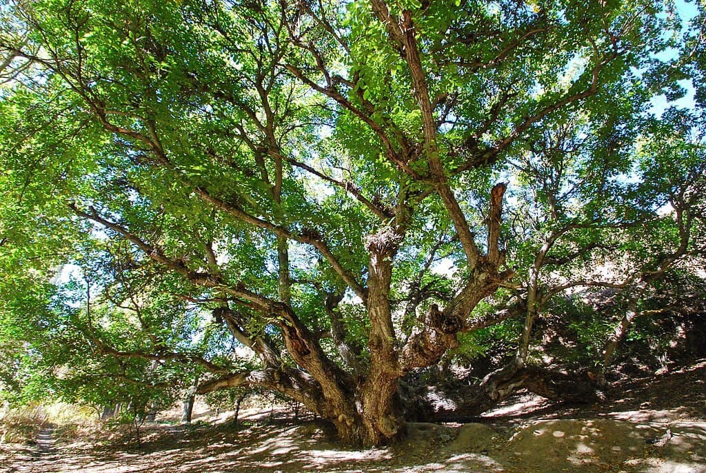 O‘zbekistondagi yana 9 noyob daraxt MonumentalTrees.com xalqaro ro‘yxatiga kiritildi