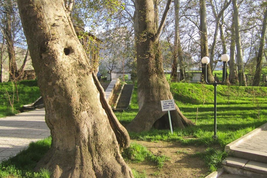 O‘zbekistondagi yana 9 noyob daraxt MonumentalTrees.com xalqaro ro‘yxatiga kiritildi