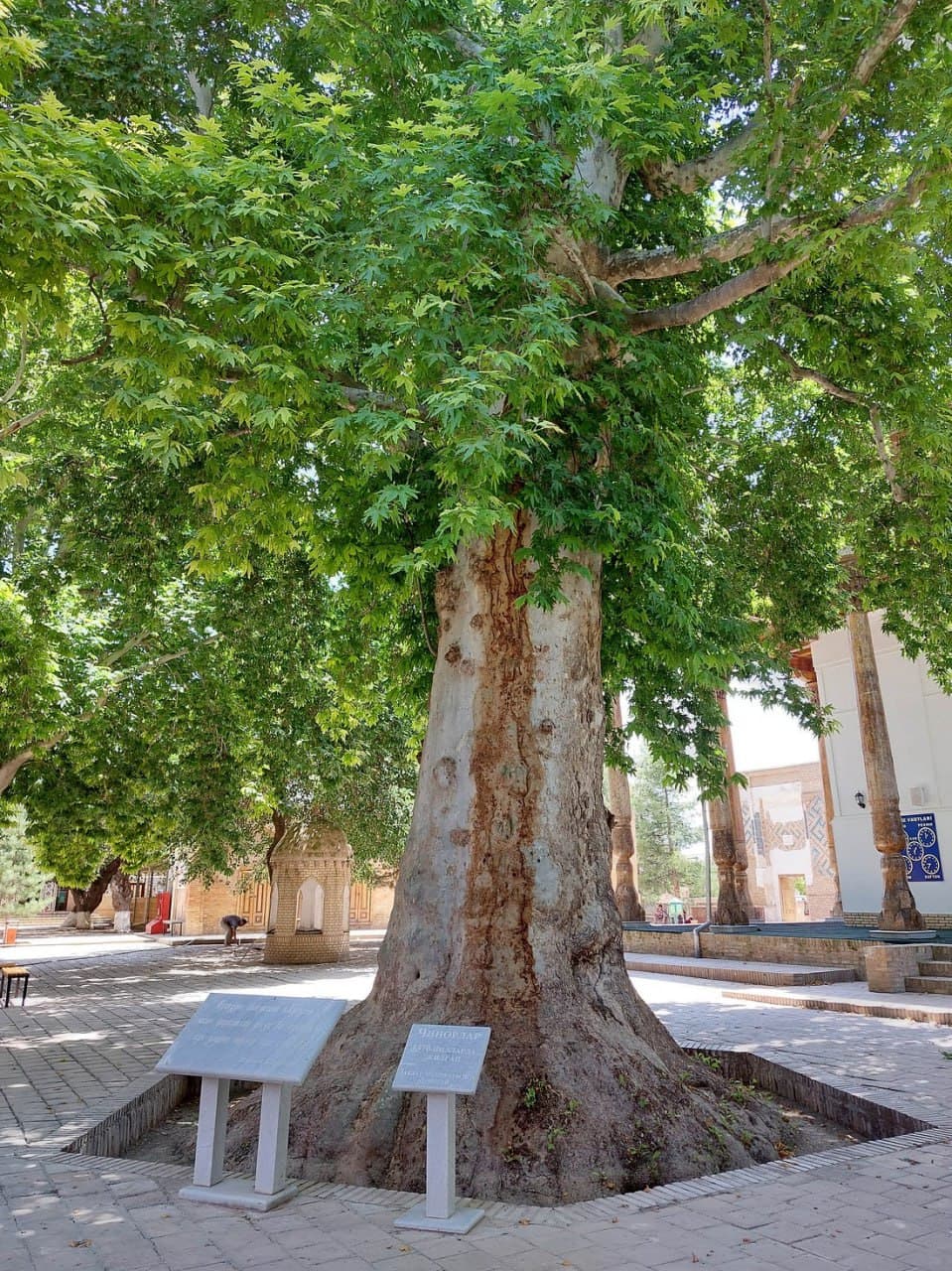 O‘zbekistondagi yana 9 noyob daraxt MonumentalTrees.com xalqaro ro‘yxatiga kiritildi