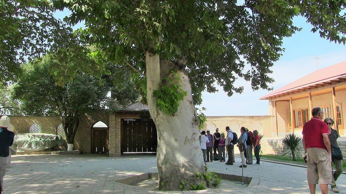 O‘zbekistondagi yana 9 noyob daraxt MonumentalTrees.com xalqaro ro‘yxatiga kiritildi