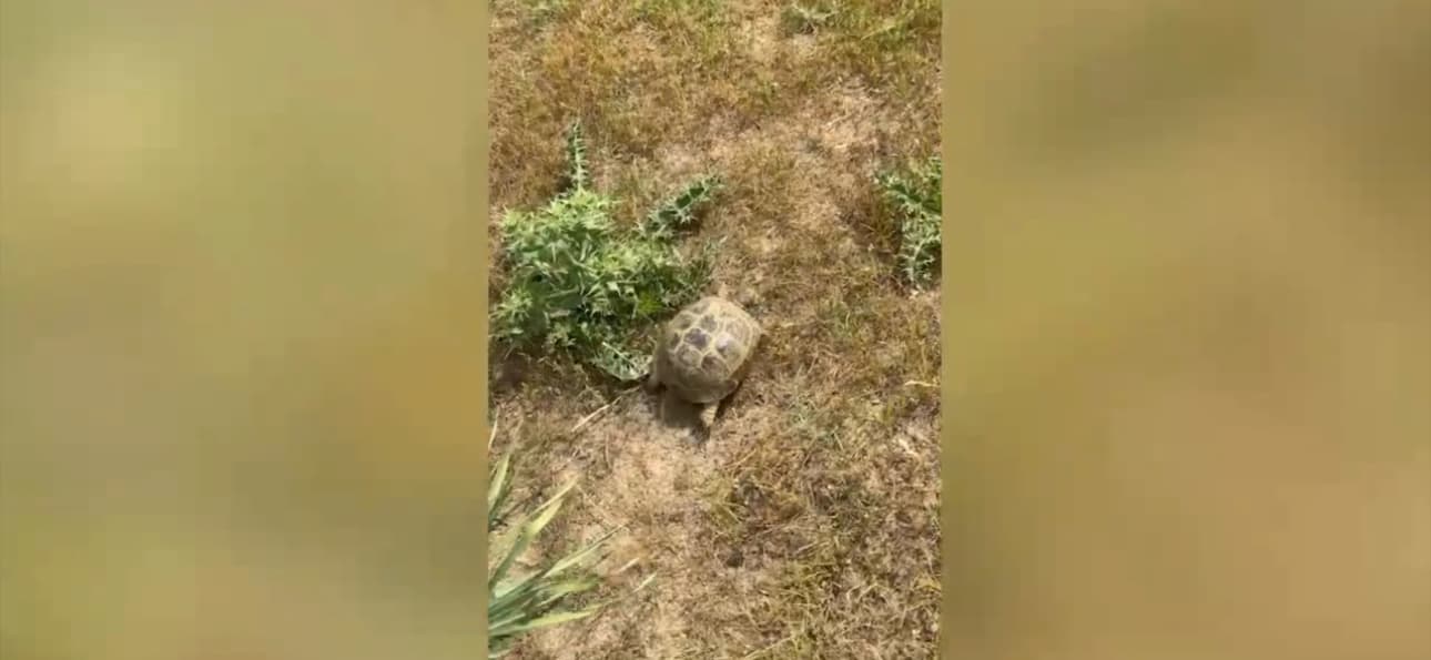 O‘rta Osiyo cho‘l toshbaqalari tabiatga qaytarildi