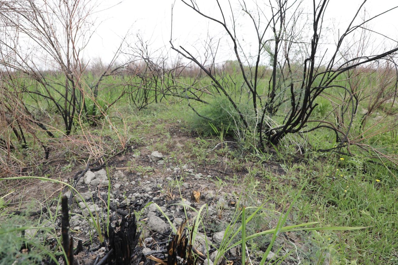 Samarqandda o‘rmon xo‘jaligining 10 gektardan ortiq hududida yong‘in sodir bo‘lgani aniqlandi