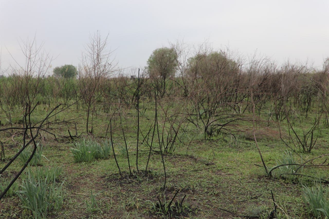 Samarqandda o‘rmon xo‘jaligining 10 gektardan ortiq hududida yong‘in sodir bo‘lgani aniqlandi