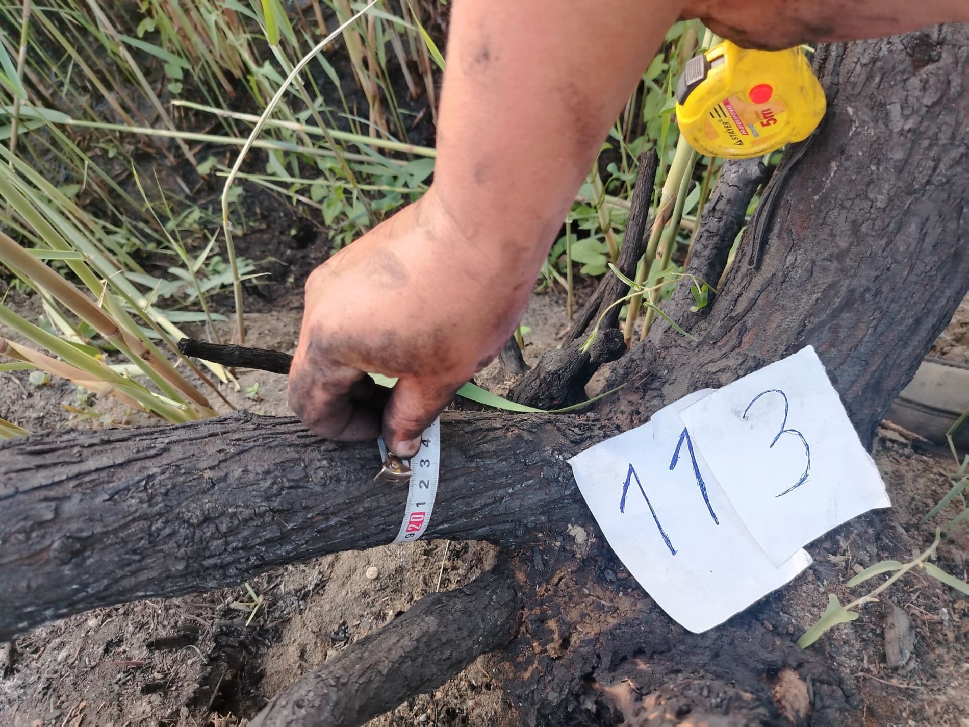 Samarqandda o‘rmon xo‘jaligining 10 gektardan ortiq hududida yong‘in sodir bo‘lgani aniqlandi