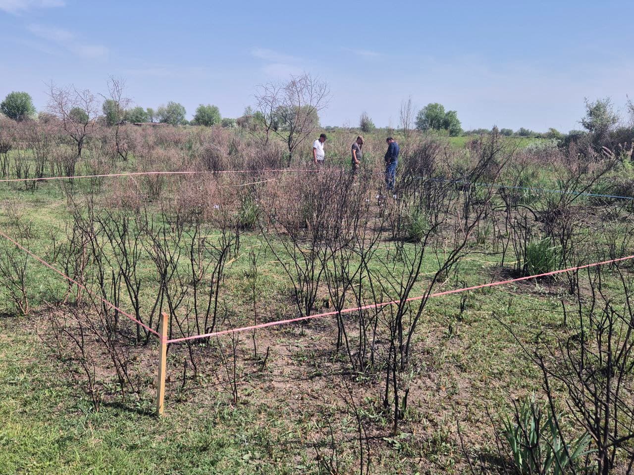 Samarqandda o‘rmon xo‘jaligining 10 gektardan ortiq hududida yong‘in sodir bo‘lgani aniqlandi