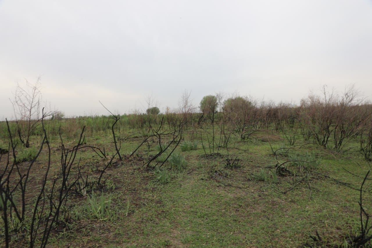 Samarqandda o‘rmon xo‘jaligining 10 gektardan ortiq hududida yong‘in sodir bo‘lgani aniqlandi