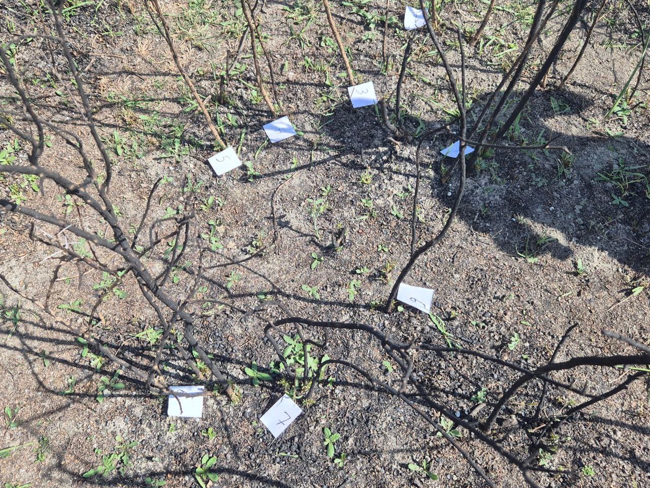 Samarqandda o‘rmon xo‘jaligining 10 gektardan ortiq hududida yong‘in sodir bo‘lgani aniqlandi