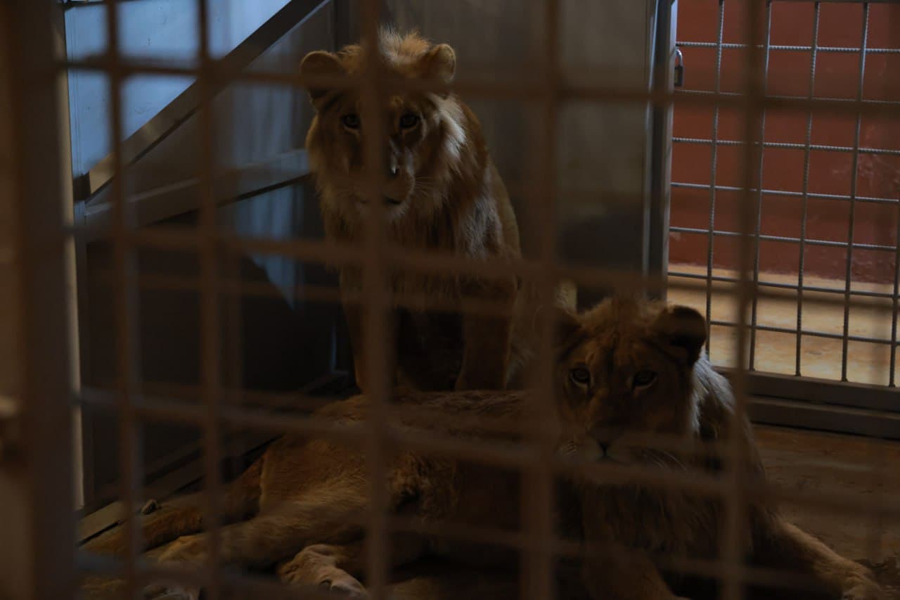 Illegal keeping of wild animals was revealed