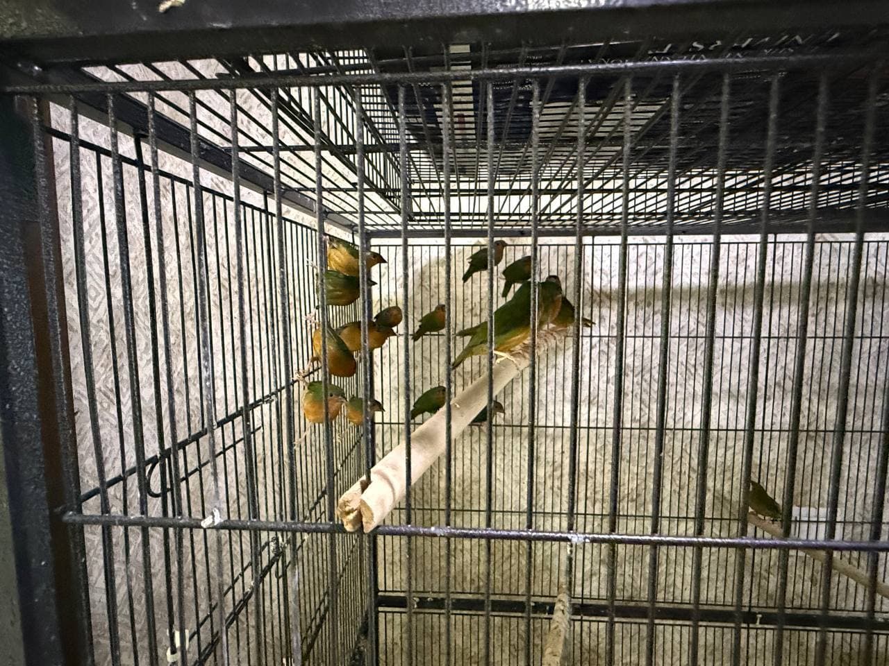 Illegal keeping of wild animals was revealed