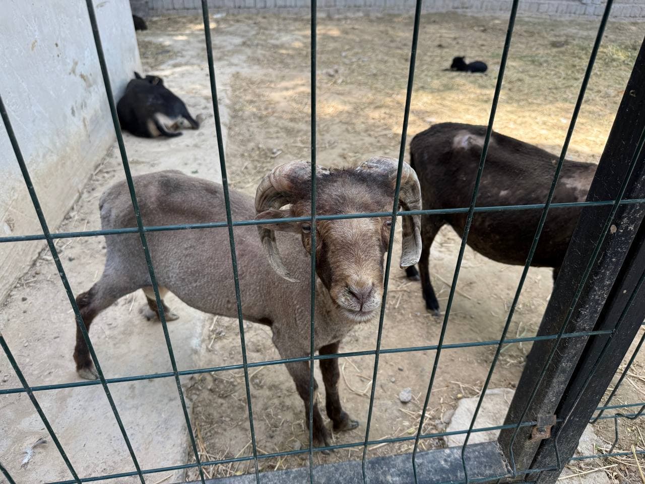 Illegal keeping of wild animals was revealed