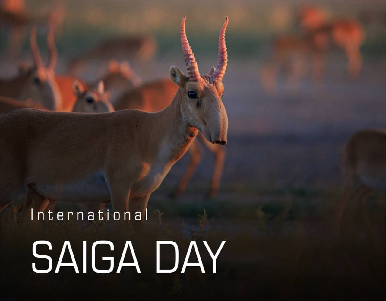 5-may — butun dunyoda Xalqaro sayg‘oqlar kuni nishonlanmoqda