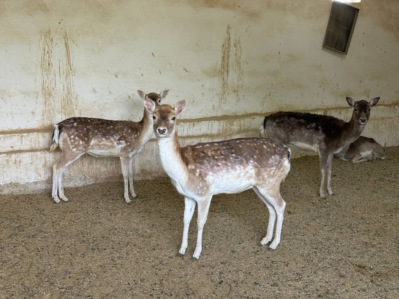 Illegal keeping of wild animals was revealed