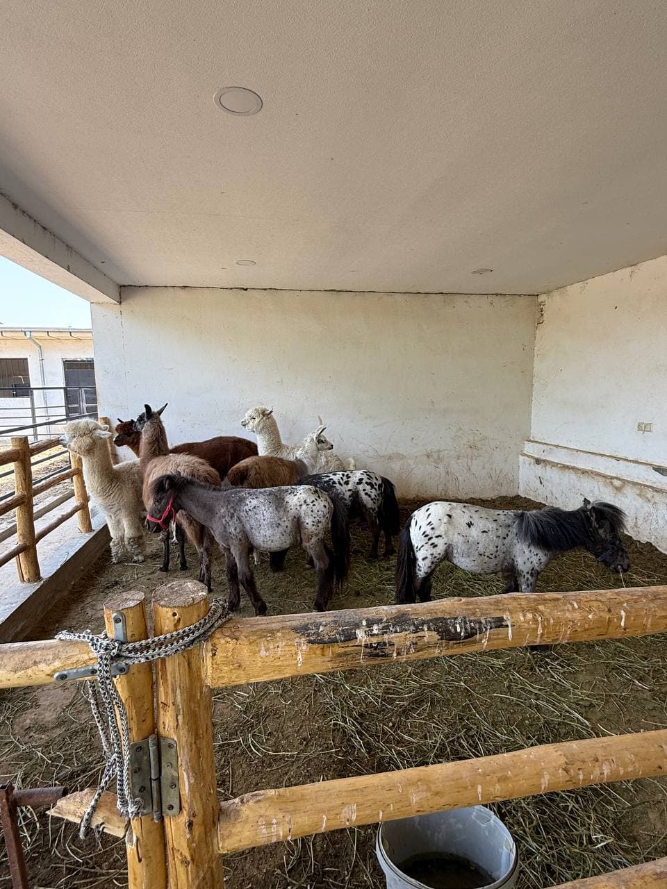 Illegal keeping of wild animals was revealed