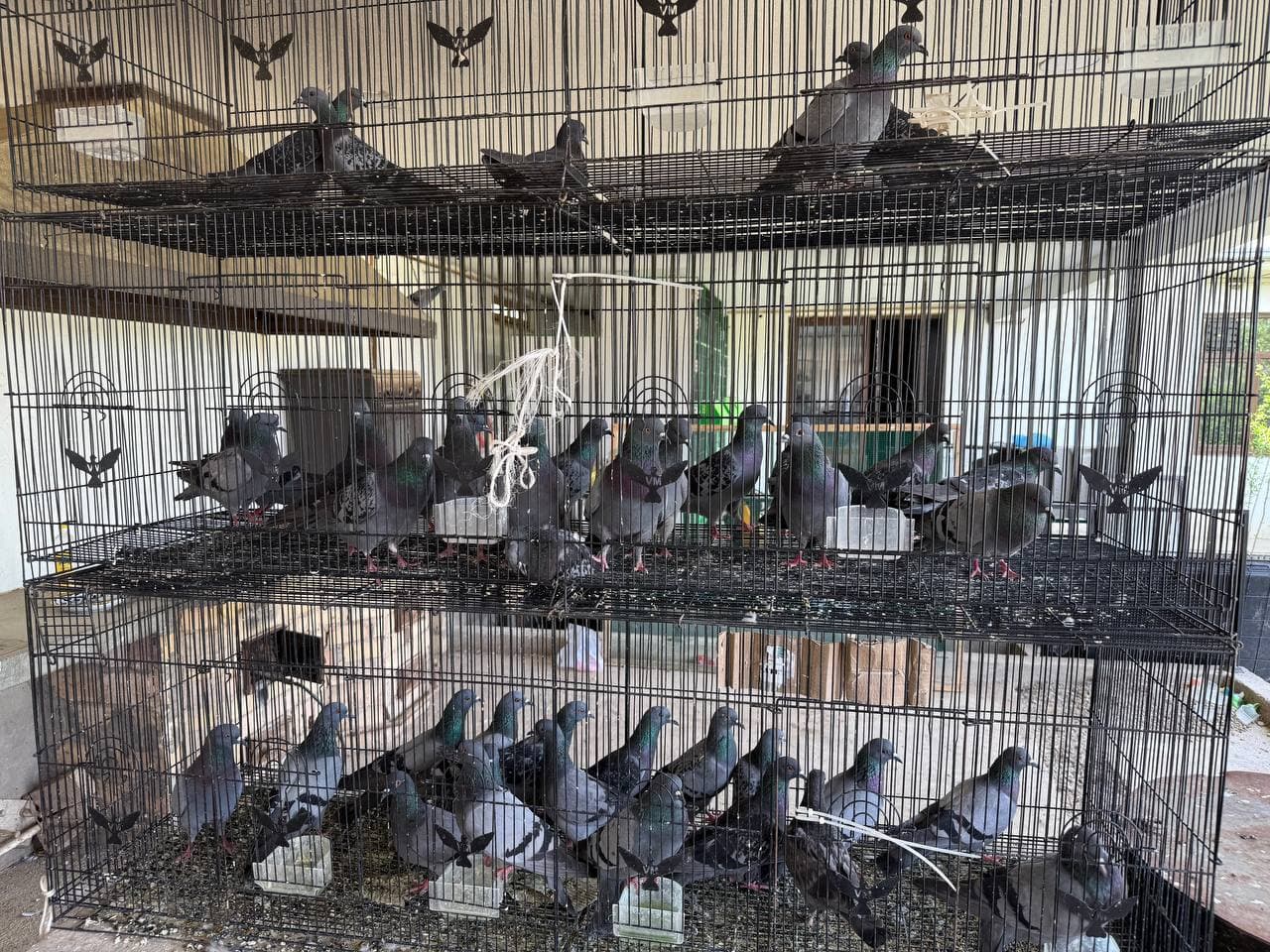 Illegal keeping of wild animals was revealed