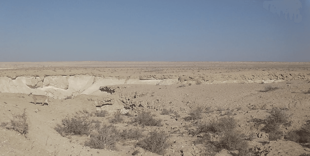 Ustyurt qo‘yi va qoraquloq fotoqopqonlarda