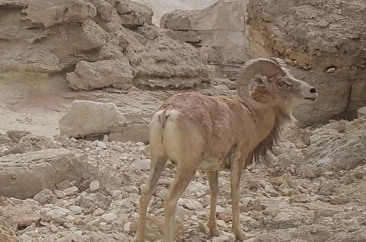 Ustyurt qo‘yi va qoraquloq fotoqopqonlarda