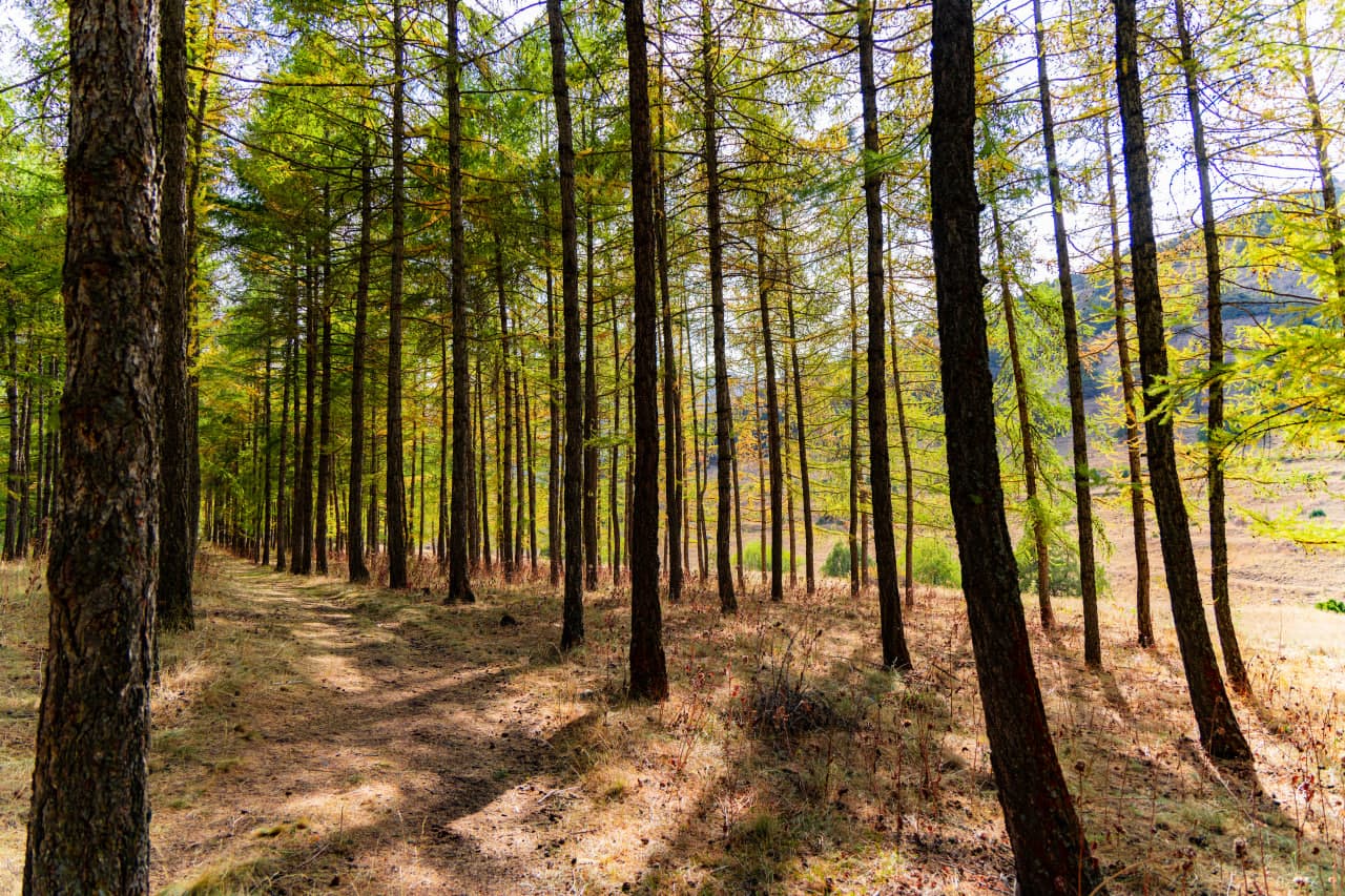 "Daraxtlar reyestri" loyihasi doirasida oʻquv kurslariga qabul boshlanmoqda