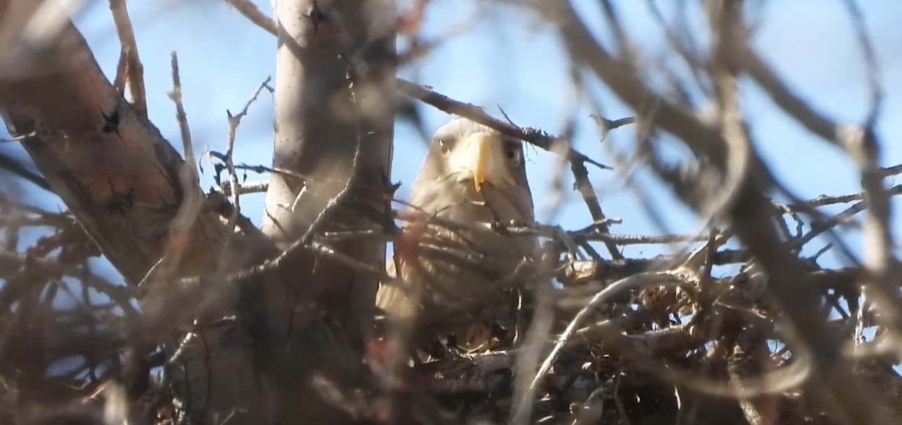 A rare white-tailed eagle continues to breed in the Aral Sea region
