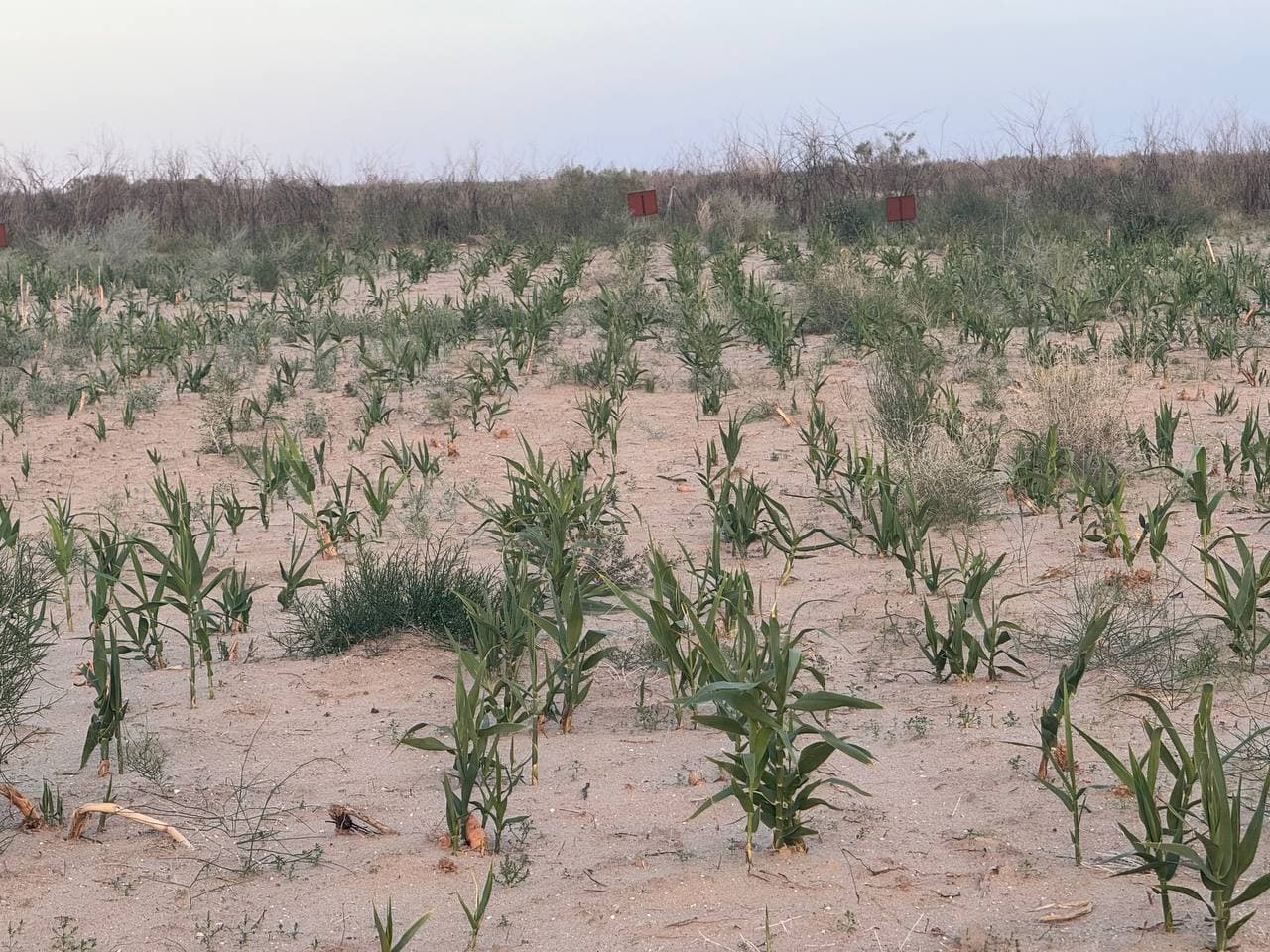Orol dengizi tubida yuqori darajadagi sho‘rlanishga chidamli o‘simlik sinovdan o‘tkazildi