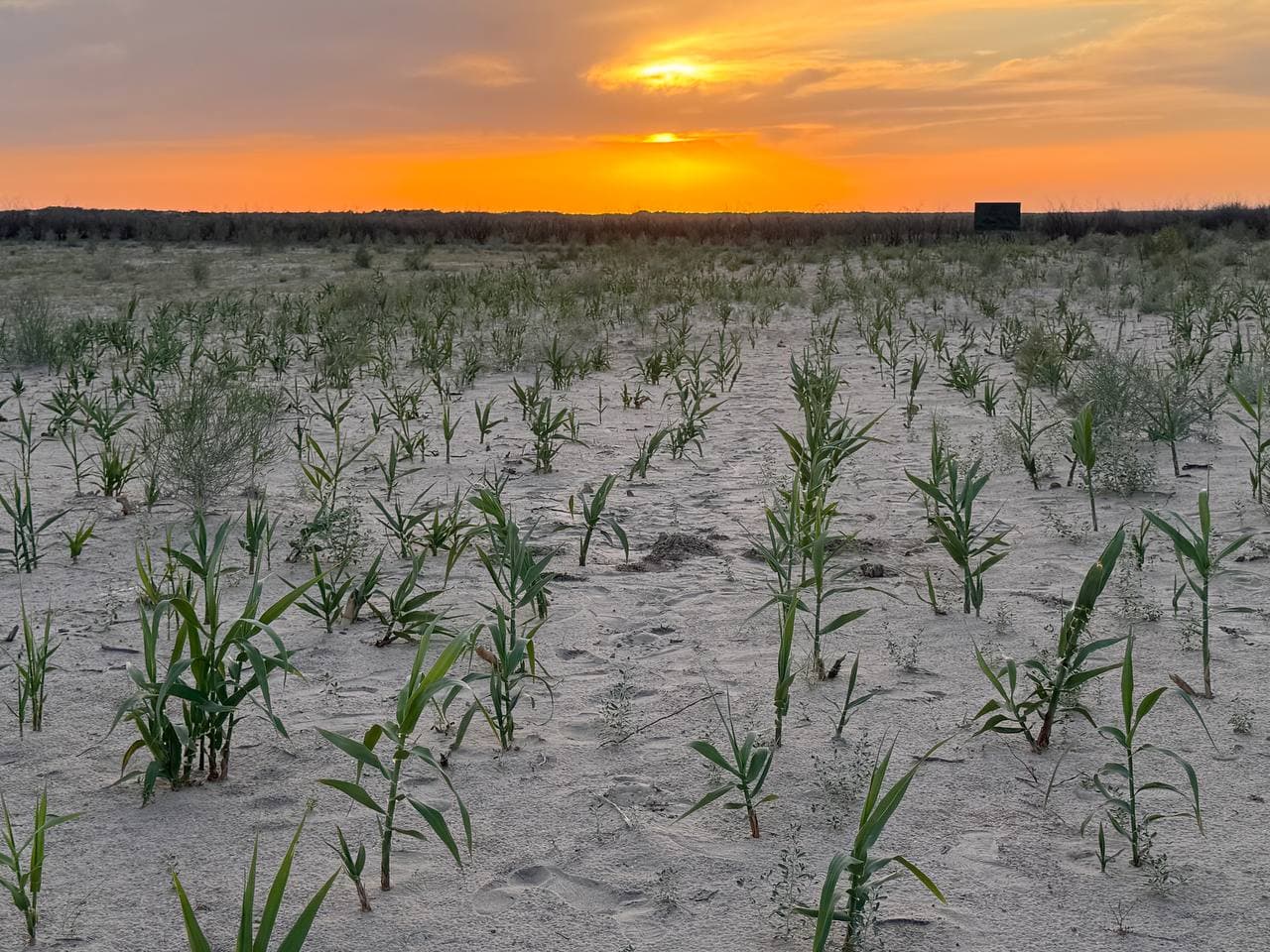 Orol dengizi tubida yuqori darajadagi sho‘rlanishga chidamli o‘simlik sinovdan o‘tkazildi