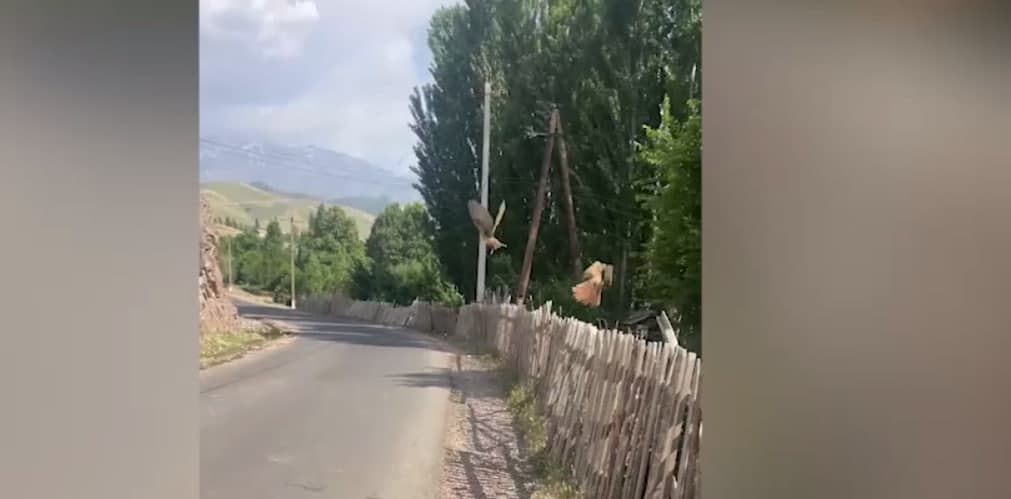 В Ангрене пресечена незаконная охота на соловьев