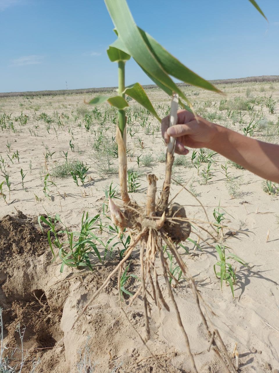 Orol dengizi tubida yuqori darajadagi sho‘rlanishga chidamli o‘simlik sinovdan o‘tkazildi