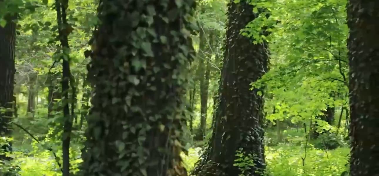 Не повреждайте деревья! Не оставайтесь равнодушными к экологии!