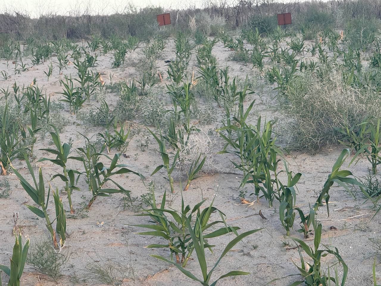 Orol dengizi tubida yuqori darajadagi sho‘rlanishga chidamli o‘simlik sinovdan o‘tkazildi