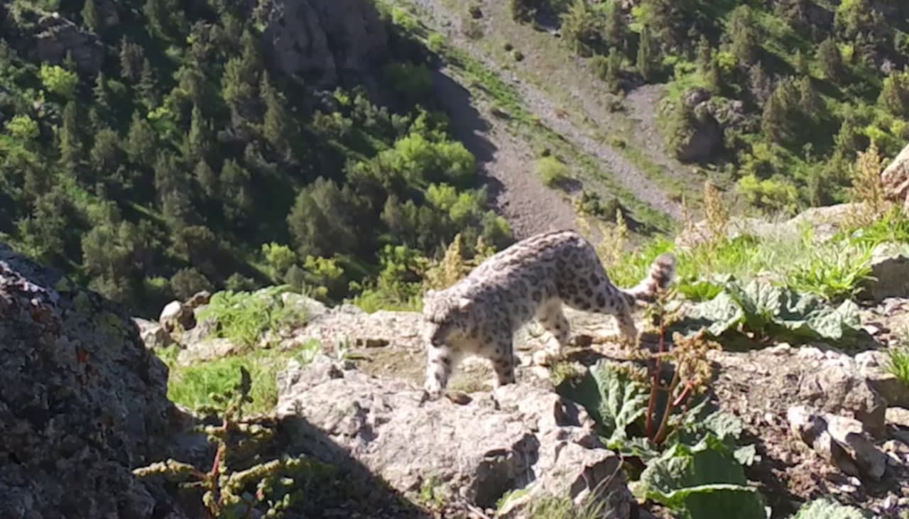 Очередной редкий кадр – в фотоловушке величественный снежный барс