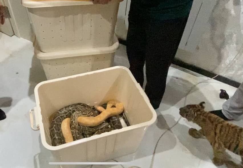 В одном из домов незаконно содержали тигра и питонов