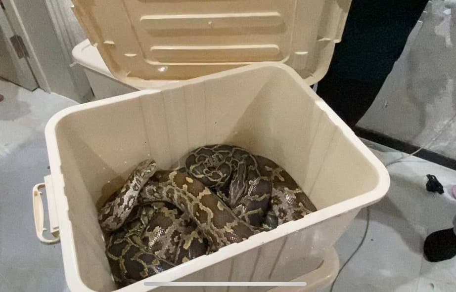 В одном из домов незаконно содержали тигра и питонов