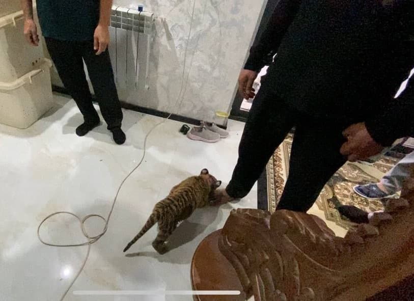 В одном из домов незаконно содержали тигра и питонов