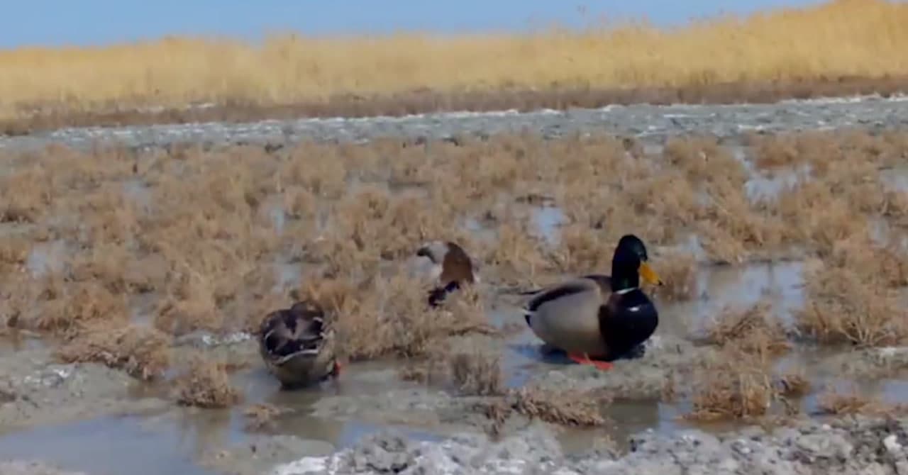 Кряквы в объективе фотоловушки Аралкума