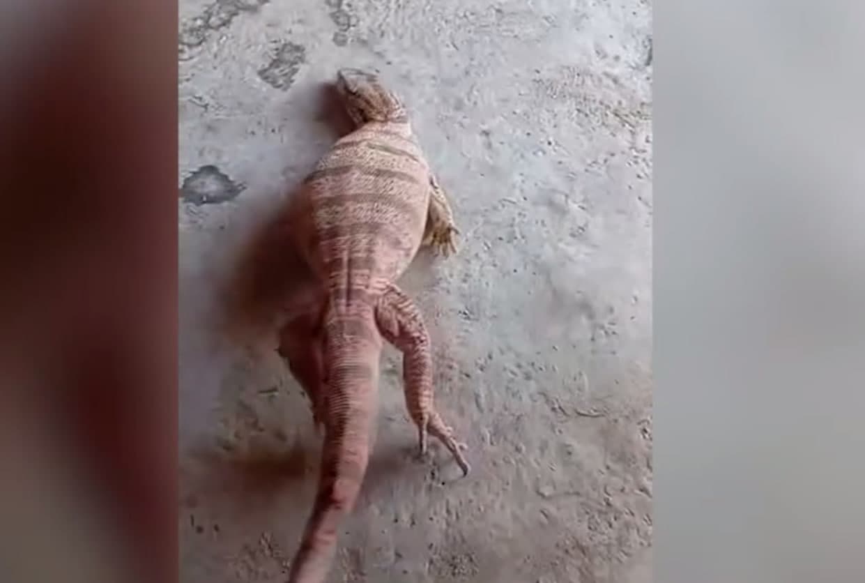 Изучен случай жестокого обращения с серым вараном