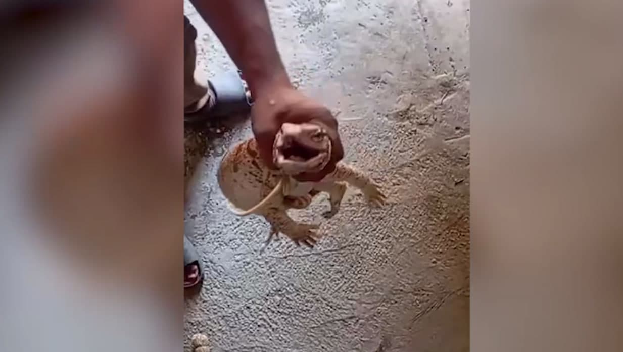 Изучен случай жестокого обращения с серым вараном