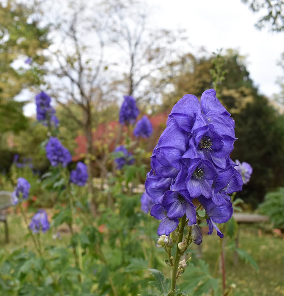 Знаете ли вы об аконите таласском, занесенном в Красную книгу Узбекистана?