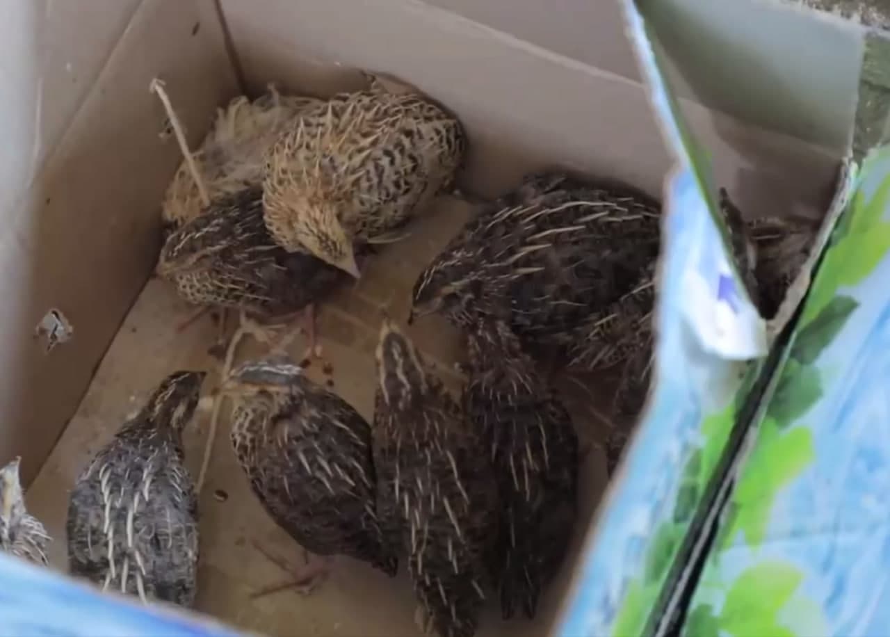 Qo‘yliq bozorida sharq bo‘g‘ma ilonlari noqonuniy sotilayotganligi ma'lum bo‘ldi