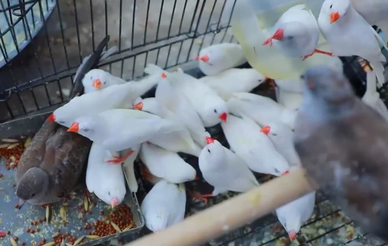 Qo‘yliq bozorida sharq bo‘g‘ma ilonlari noqonuniy sotilayotganligi ma'lum bo‘ldi