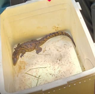 Toshkentda Nil timsohi noqonuniy saqlanayotganligi aniqlandi