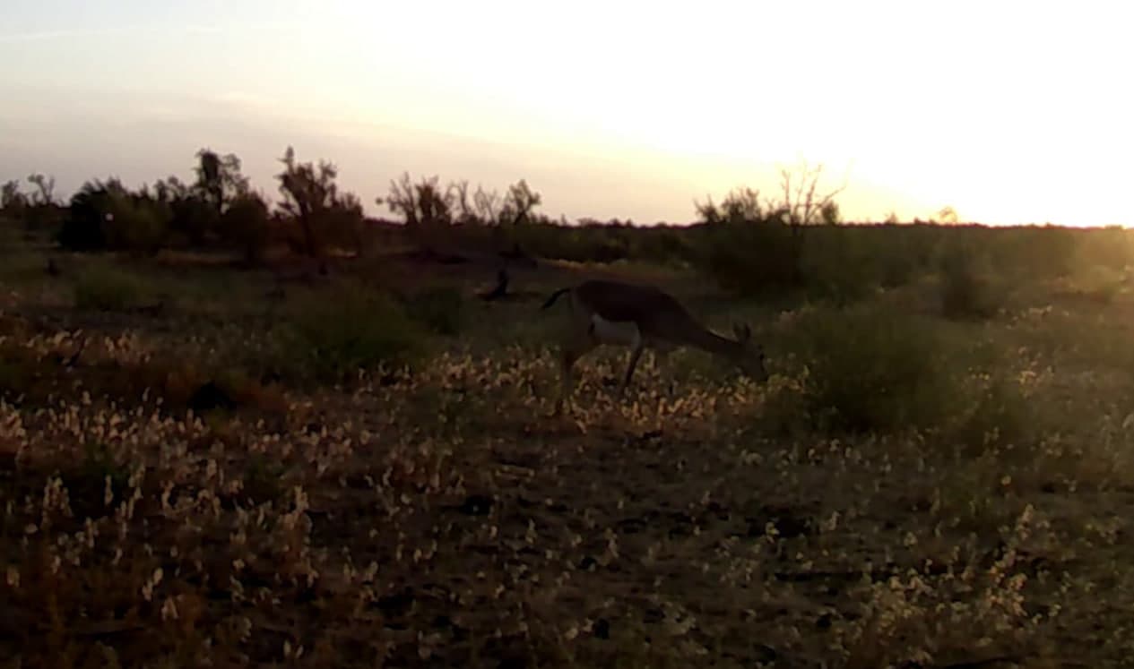 Goitered gazelle on a camera trap