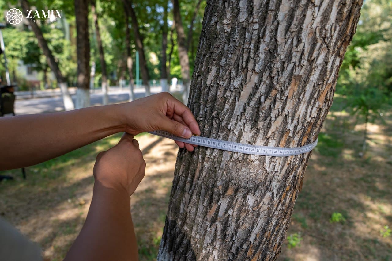 Один миллион деревьев планируется оцифровать до конца года