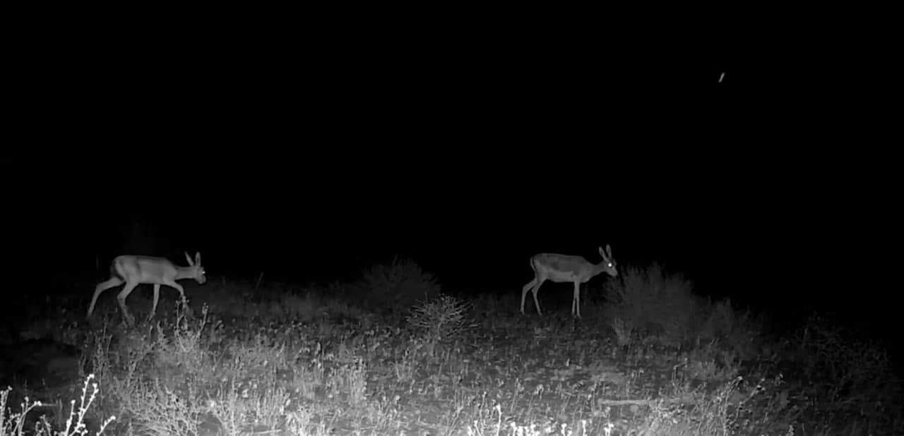 Goitered gazelle on a camera trap