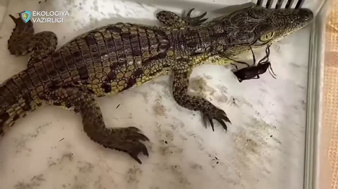 Davlat ekologik nazorat inspeksiyasi tomonidan 3500 dan ortiq reyd tadbirlari amalga oshirildi