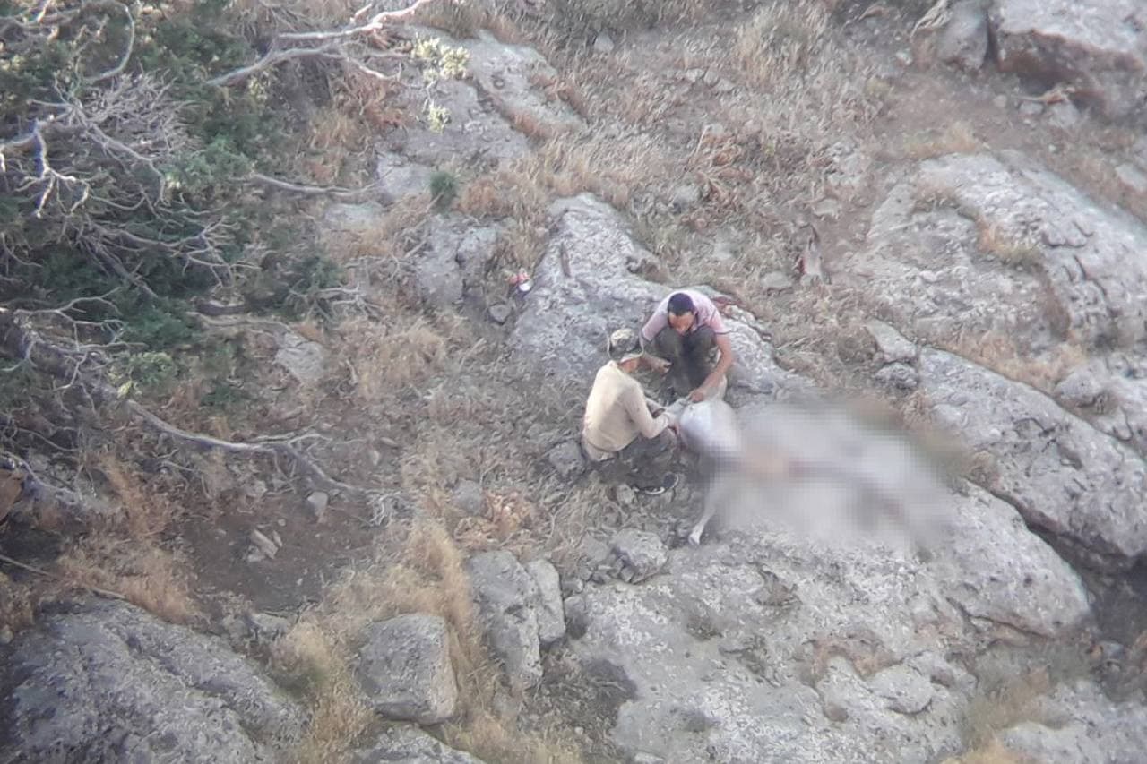 Задержаны нарушители, незаконно добывшие двух винторогих козлов