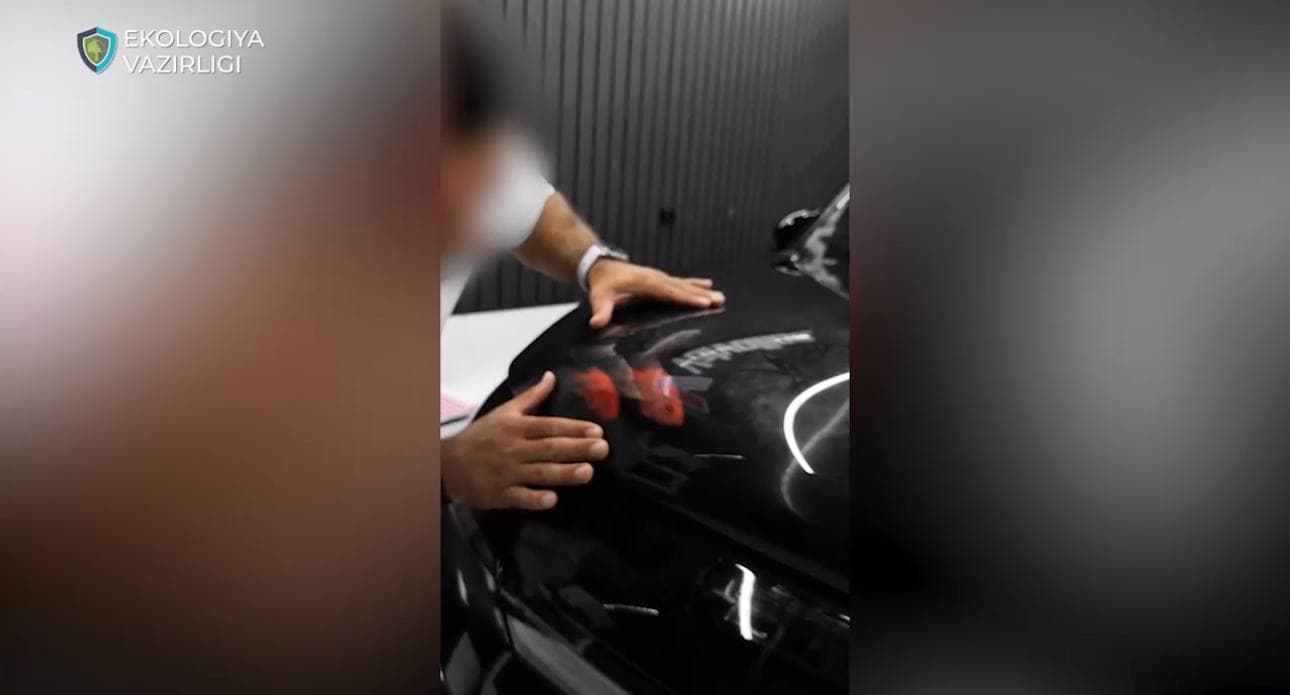 Приняты меры в отношении нарушителя, снявшего контент с рыбами в капоте автомобиля