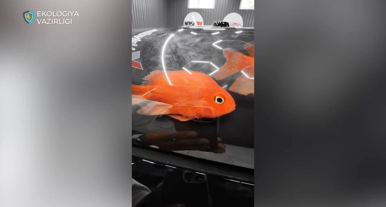 Приняты меры в отношении нарушителя, снявшего контент с рыбами в капоте автомобиля