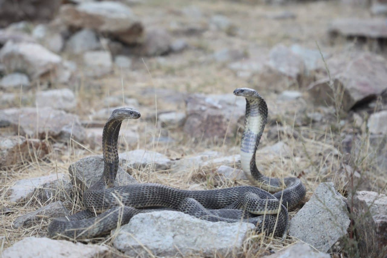 23 bosh noyob ilon tabiatga qo‘yib yuborildi