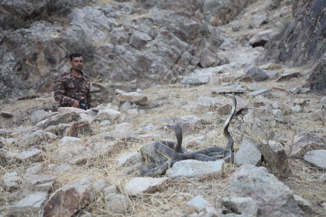 23 bosh noyob ilon tabiatga qo‘yib yuborildi